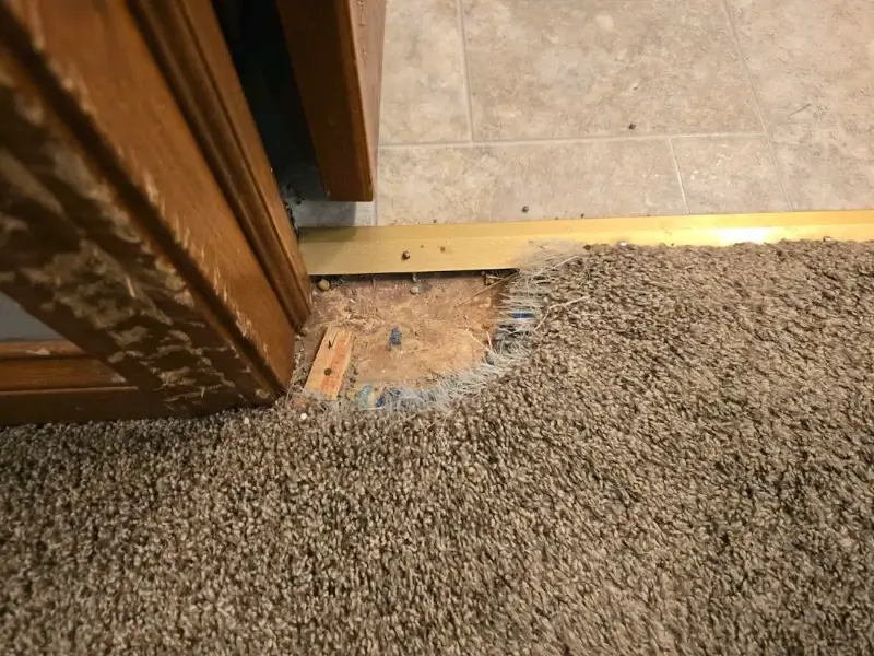 Reliable Carpet Cleaning Service